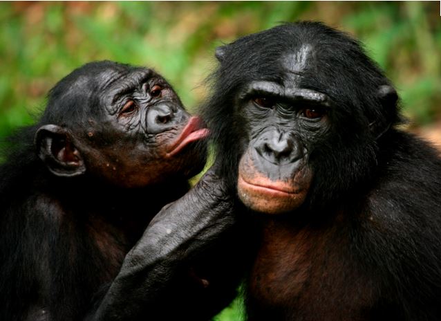 Bonobos